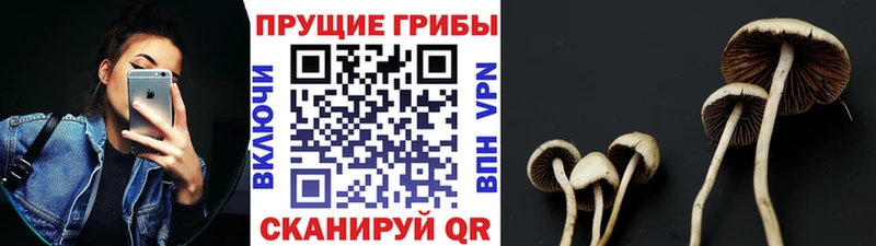 купить закладку kraken tor Псилоцибиновые грибы Cubensis Плавск